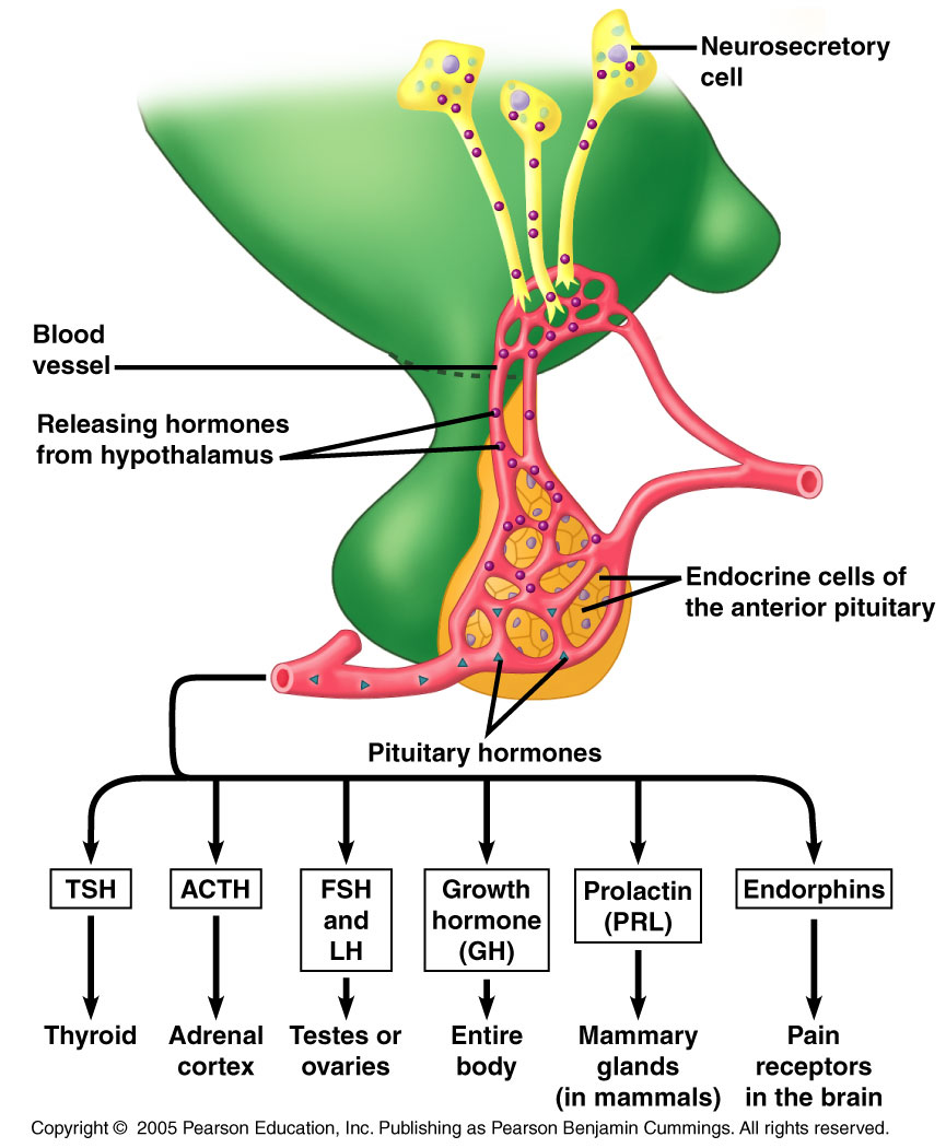 hormone secreted by the adrenal gland