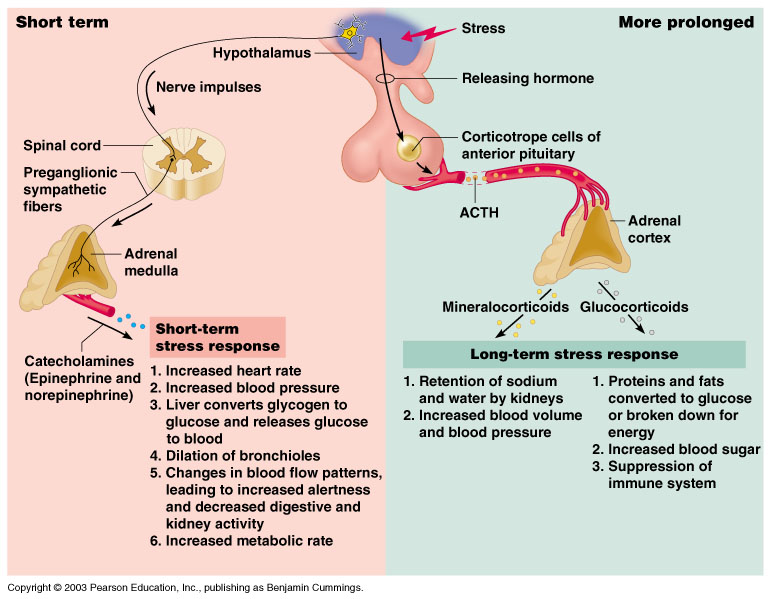 Endocrine System pptx.pptx on emaze