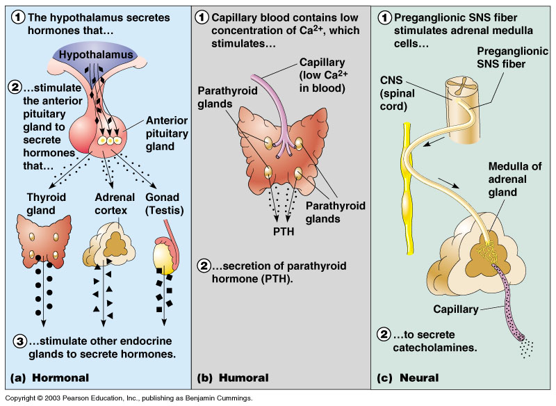 where do endocrine glands release hormones