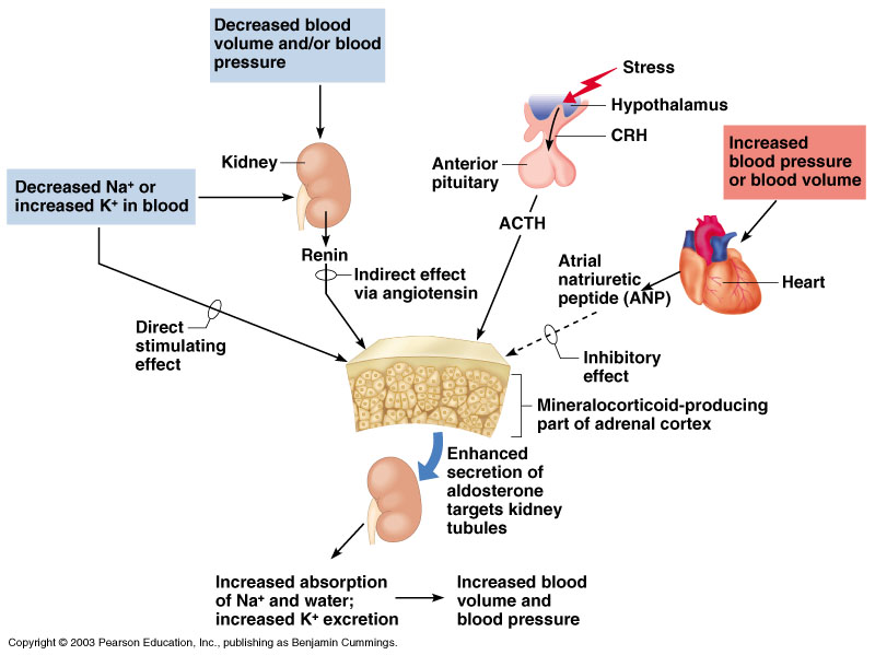 adrenal gland releases what hormones