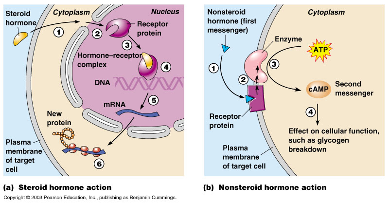 Endocrine System pptx.pptx on emaze