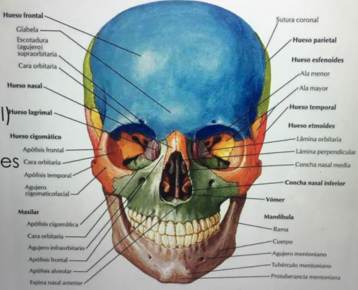 Huesos Del Craneo Y Macizo Facial app.emaze.com