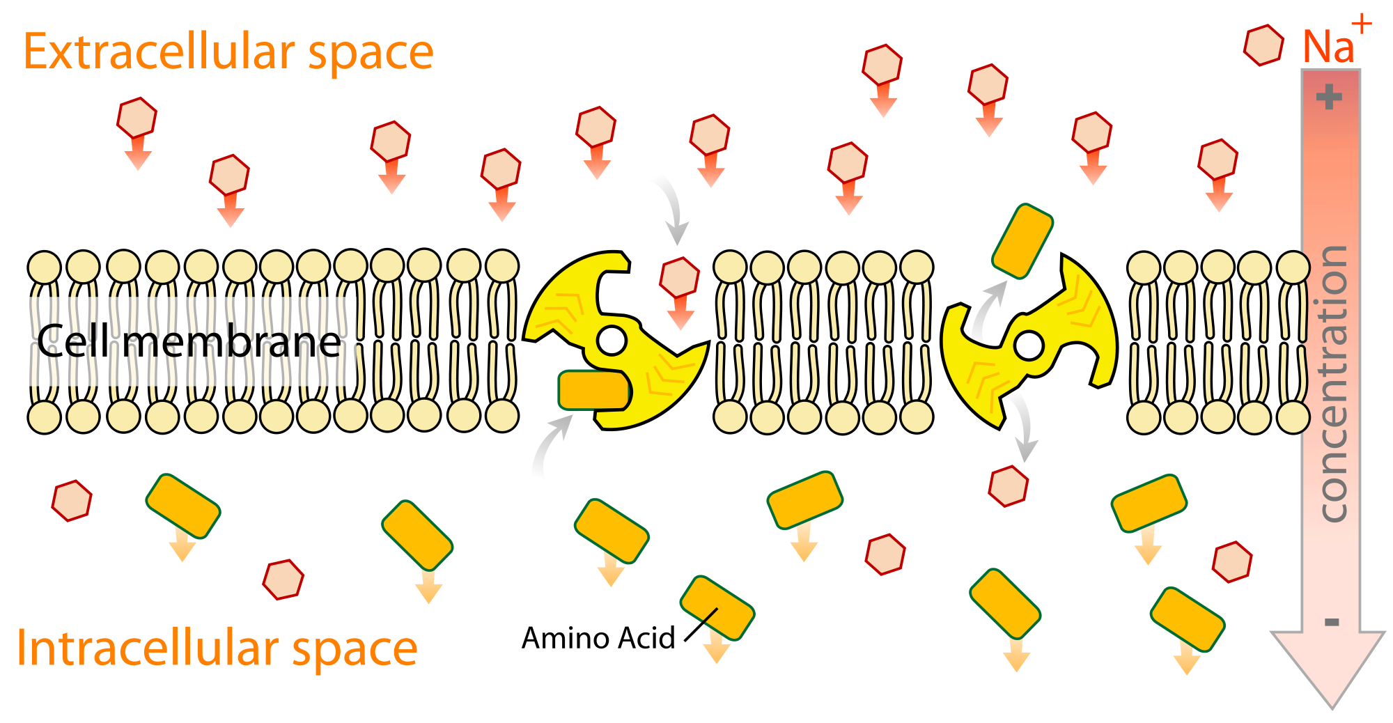 Active Transport on emaze