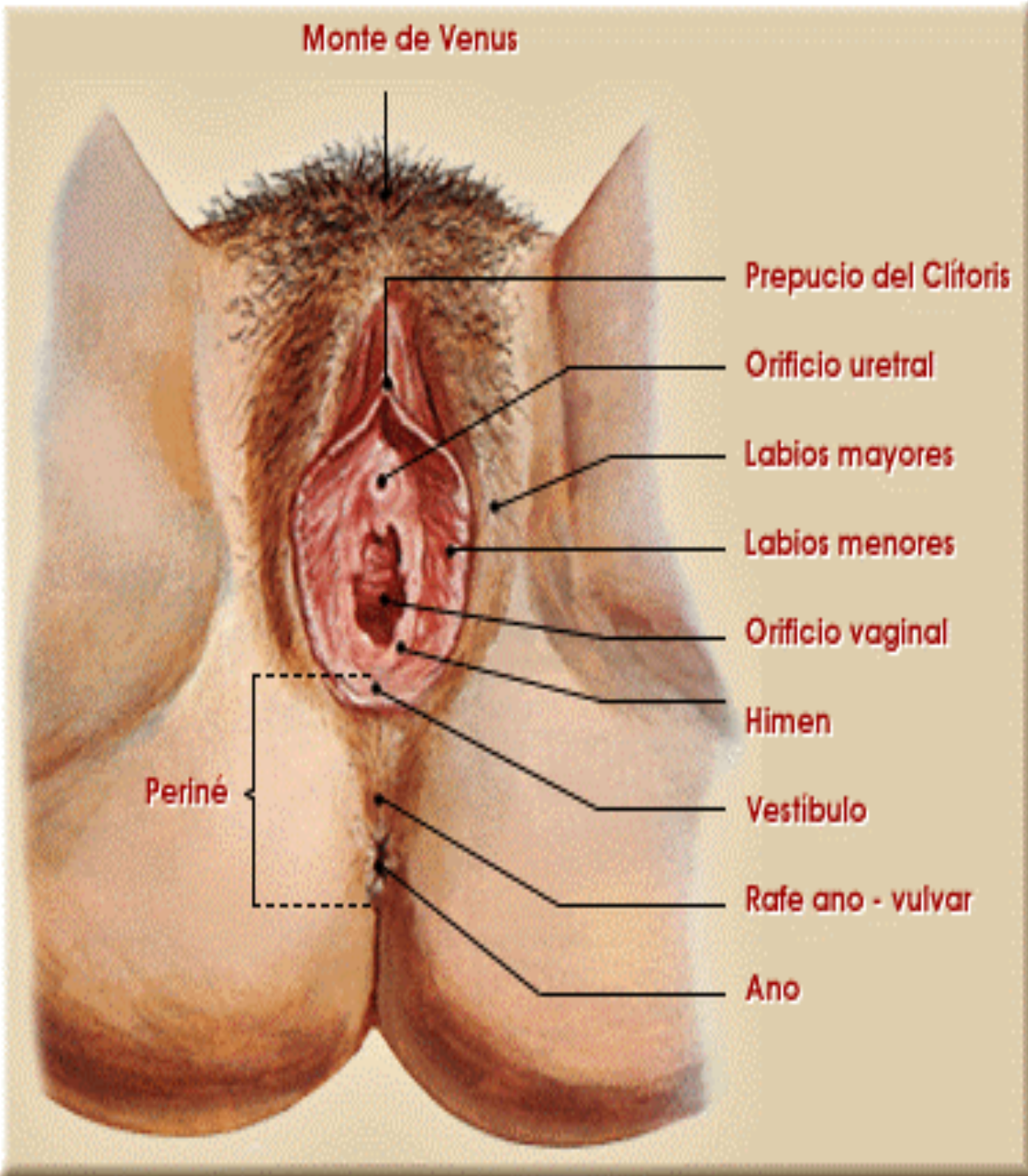 Asian damer shave Woman haveing sex in vagina
