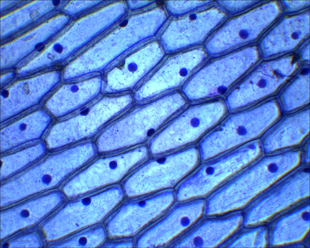 строение раст клетки под микроскопом фото 13