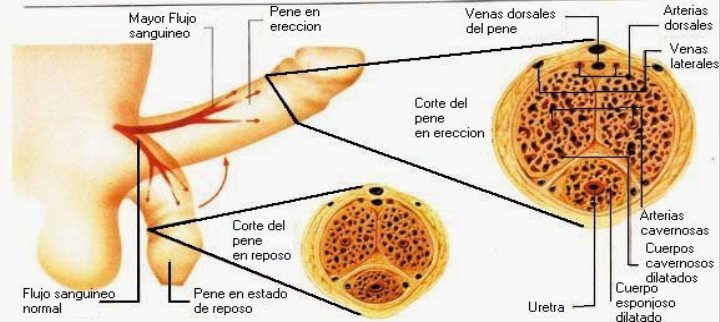 Erección débil cual es la vitamina