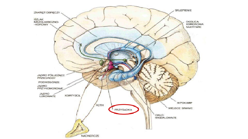 Regulacja Hormonalna On Emaze