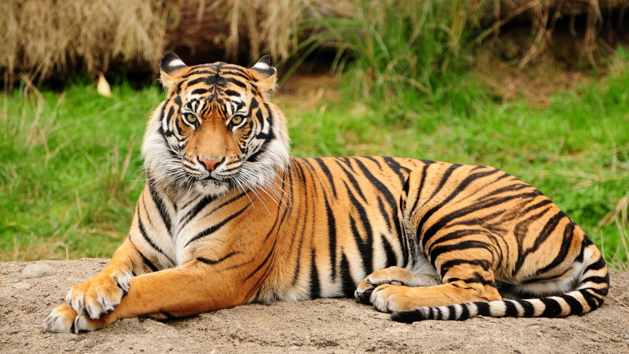 635378617865539568_Bengal-Tiger-Wallpape