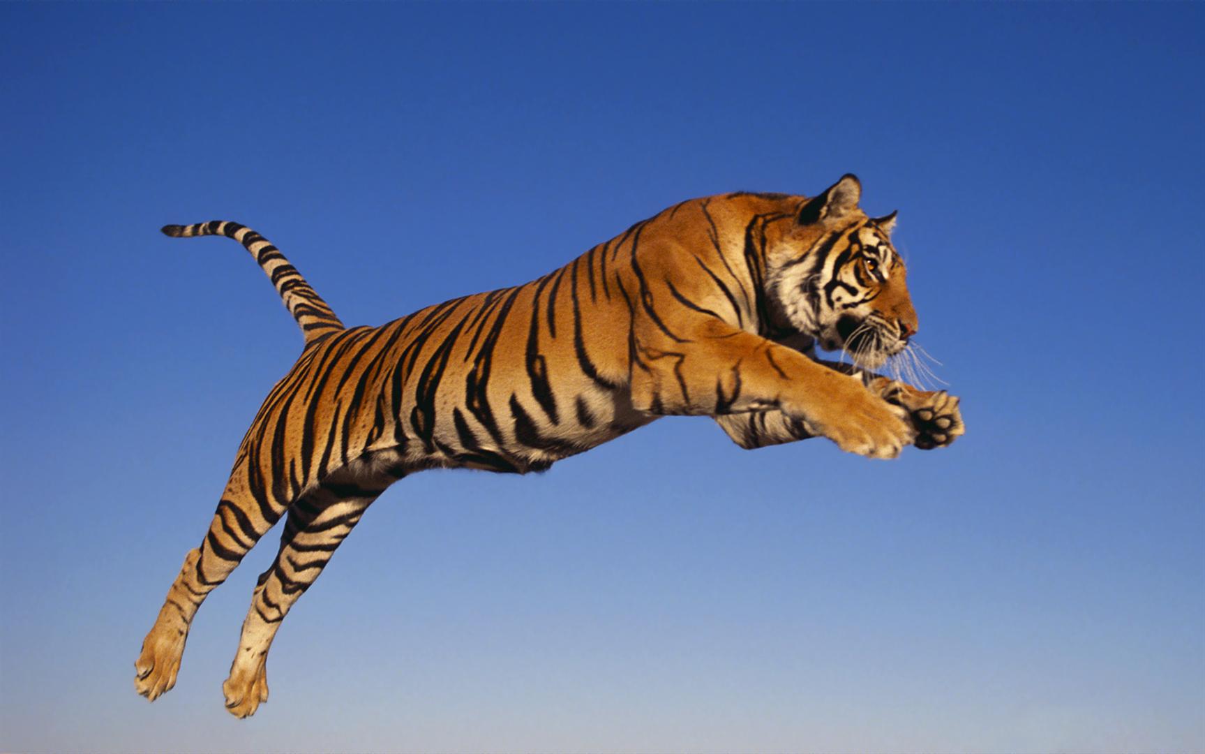 as-bio-endangered-animals-bengal-tiger-on-emaze