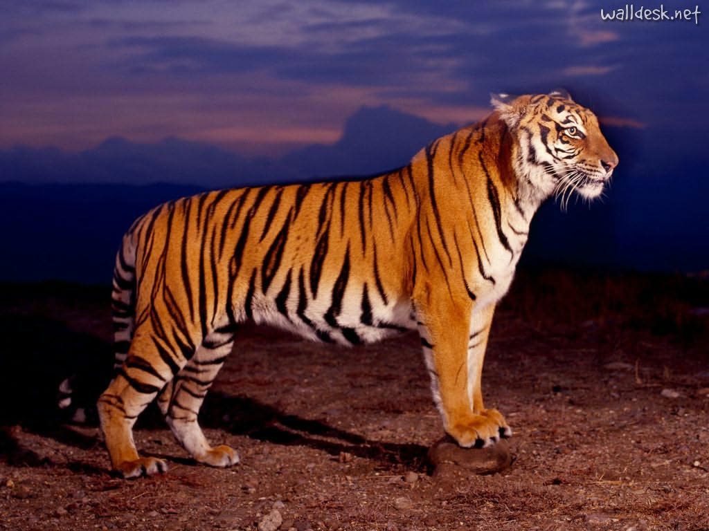 AS Bio: Endangered Animals - Bengal Tiger on emaze