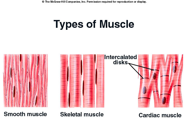 Muscular System Notes.pptx On Emaze