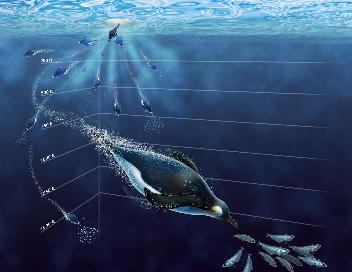 Emperor Penguins at emaze Presentation