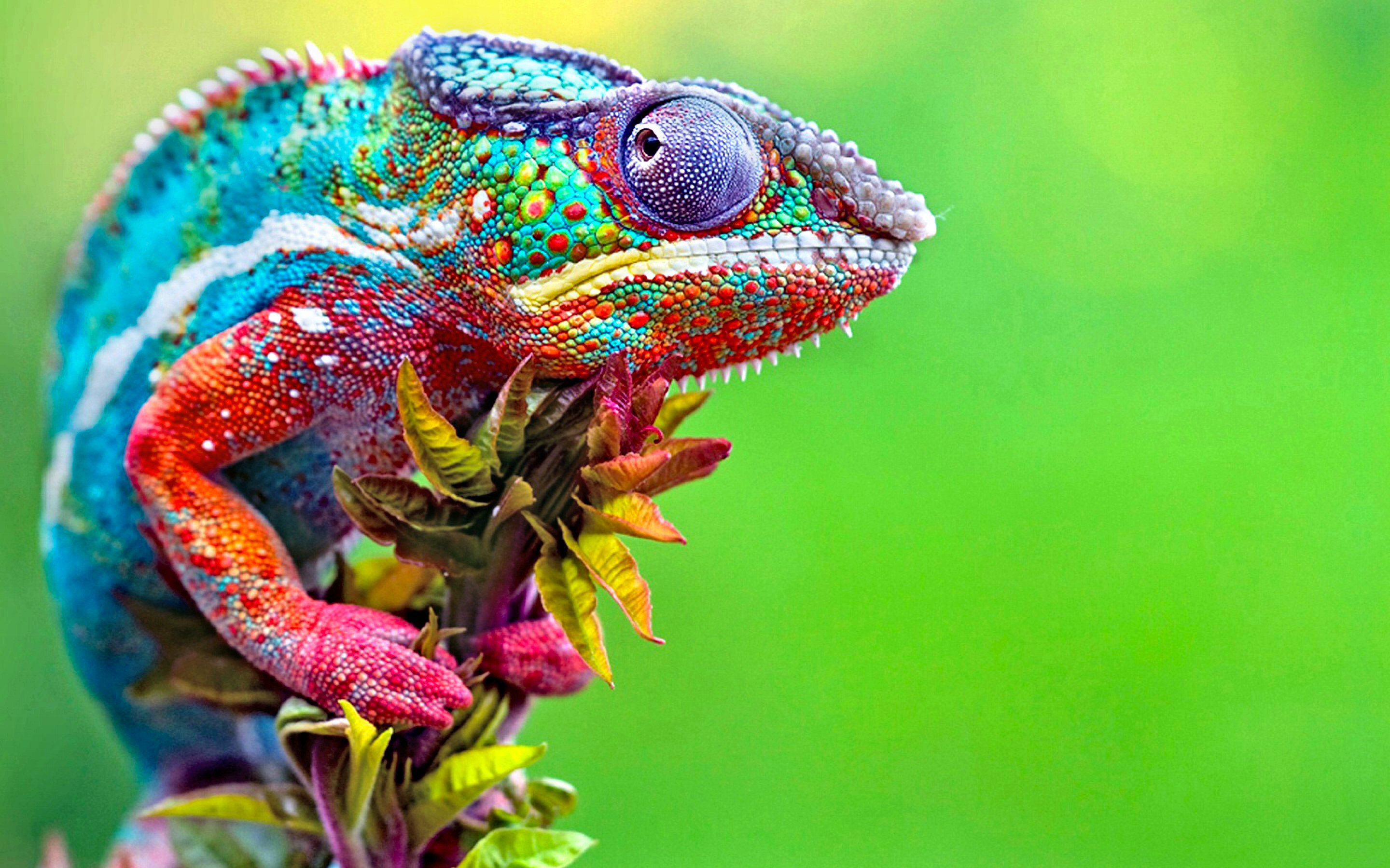 Carpet Chameleon Adaptations - Carpet Vidalondon