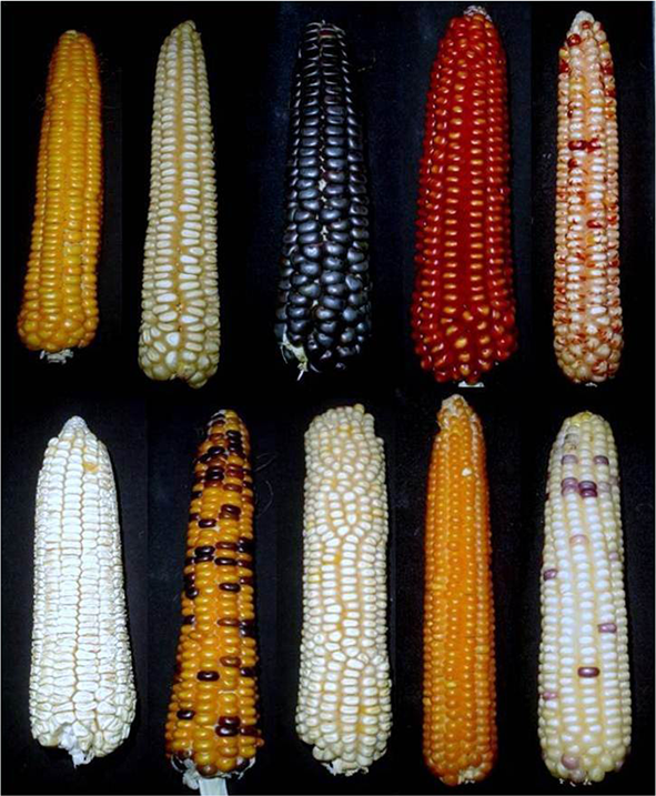 Tiny genetic tweak unlocked corn kernels during domestication