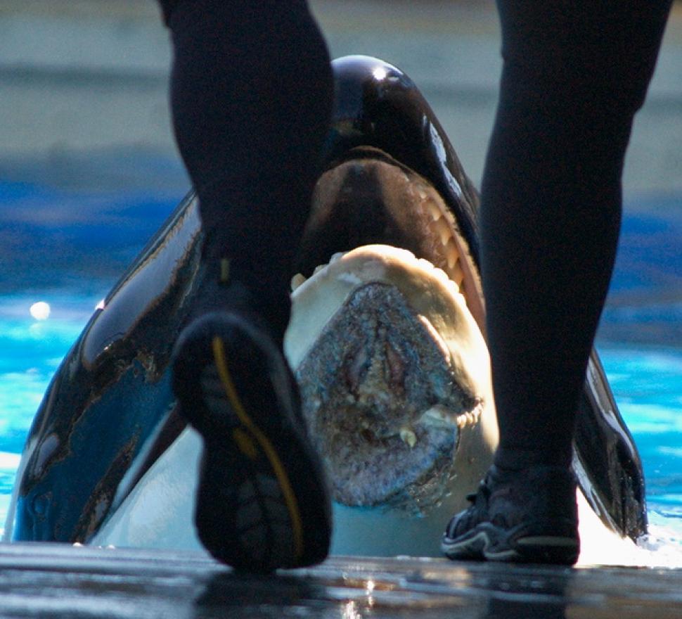 orcas in captivity essay orcas in captivity essay