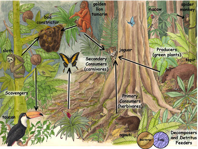 amazon rainforest ecosystem An example of these in the amazon rainforest are the trees, shrubs, bromeliads and other plants 2 highest order consumers – these are the animals that are at the top of the food chain as they do not have any predators but do not necessarily eat the producers. amazon rainforest ecosystem An example of these in the amazon rainforest are the trees, shrubs, bromeliads and other plants 2 highest order consumers – these are the animals that are at the top of the food chain as they do not have any predators but do not necessarily eat the producers.