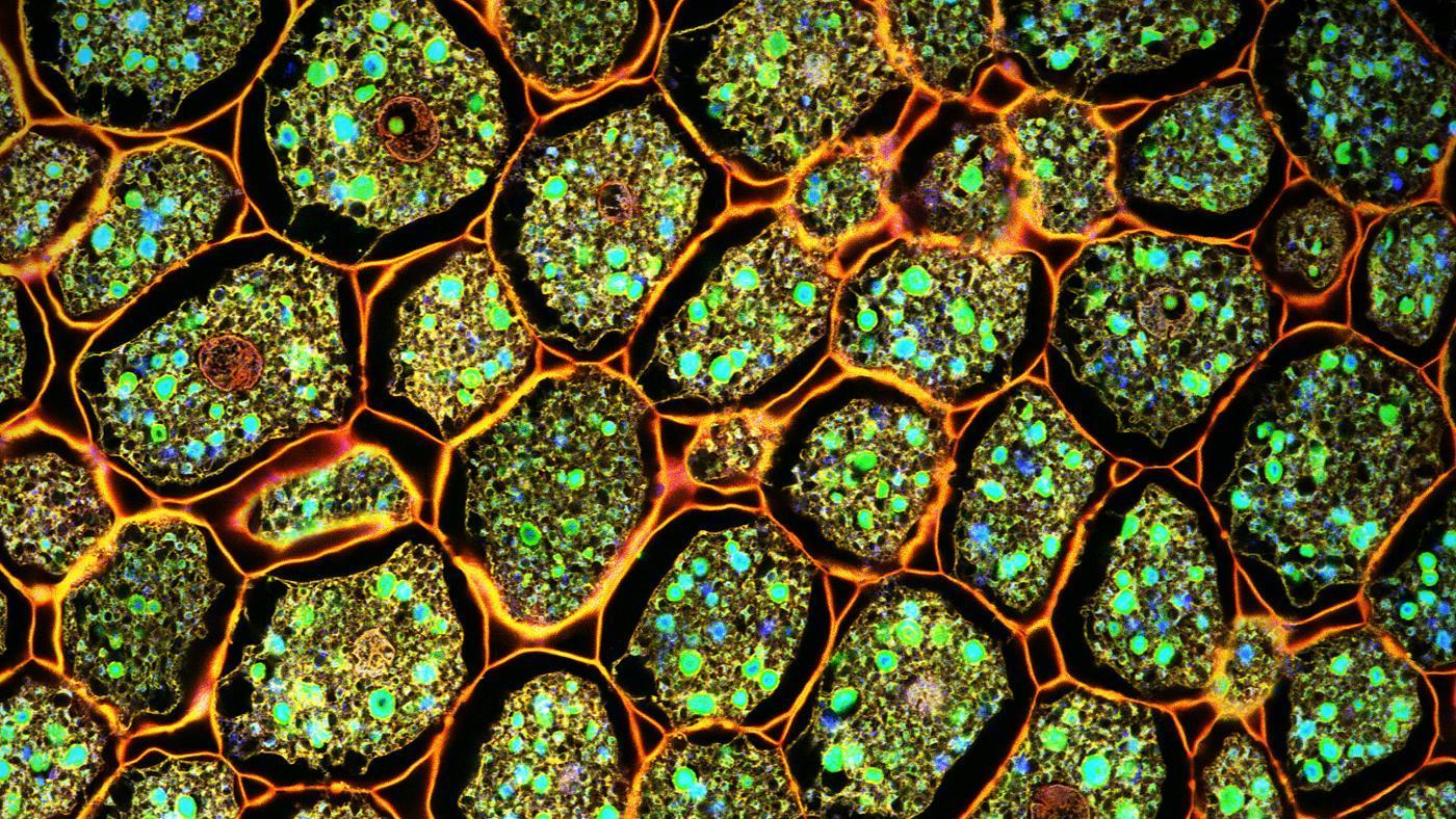 Клетки растений и животных под микроскопом