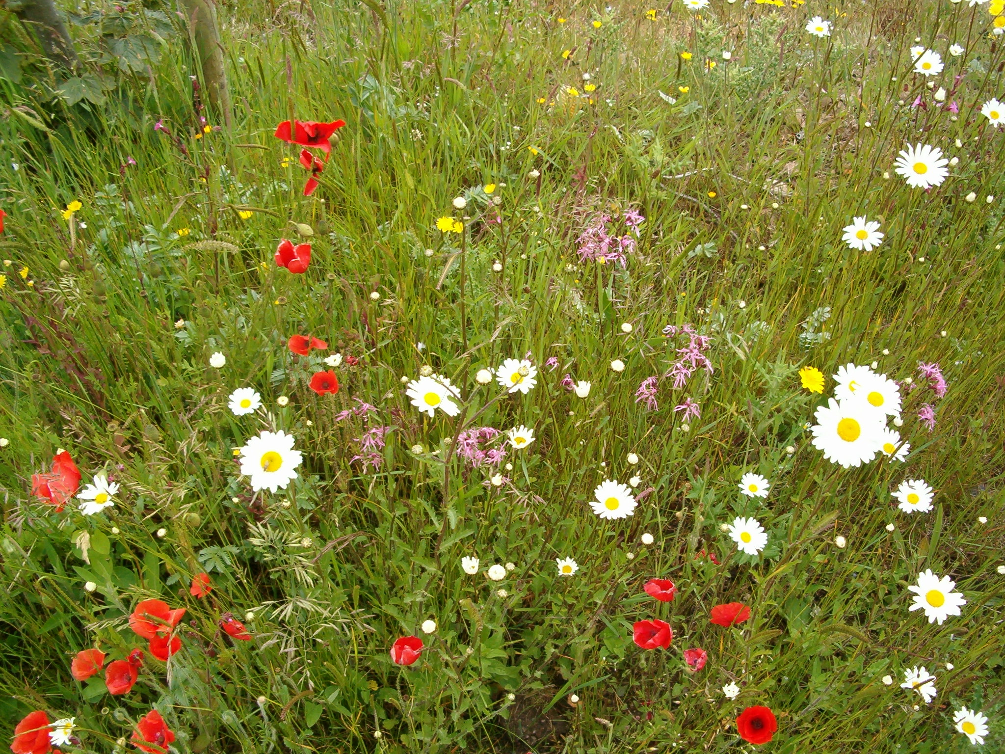 Grassland Plants