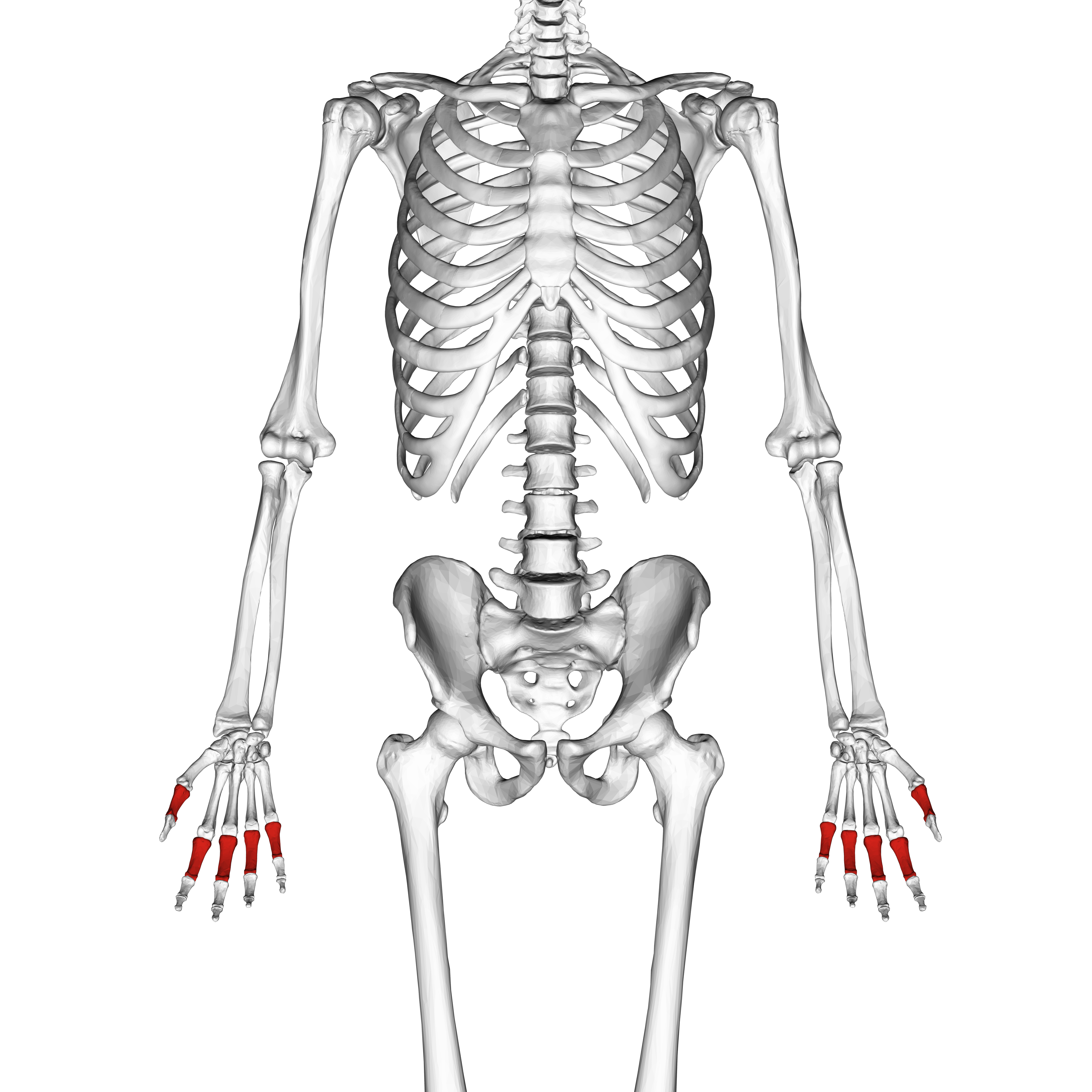 phalanges-on-emaze