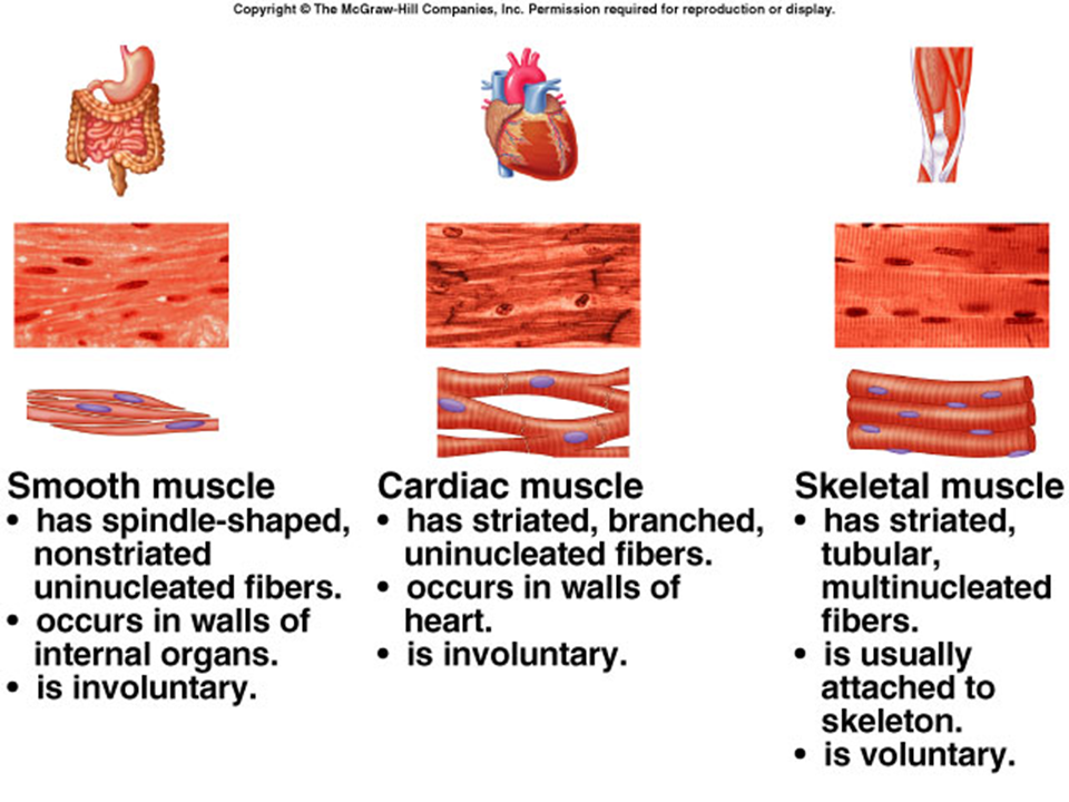 Muscular System 2 On Emaze