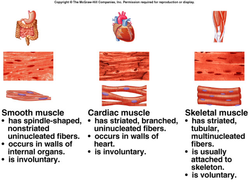 Muscular System 2 At Emaze Presentation