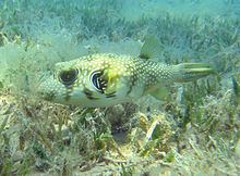 grass beds sea emaze seagrass puffers spotted often areas found