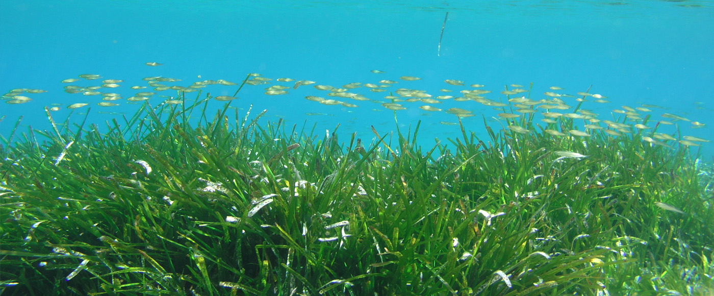 SEA-GRASS BEDS on emaze