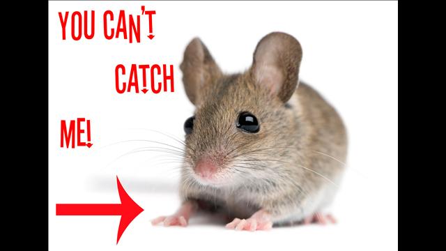 trap ease america mouse traps essay trap ease america mouse traps essay