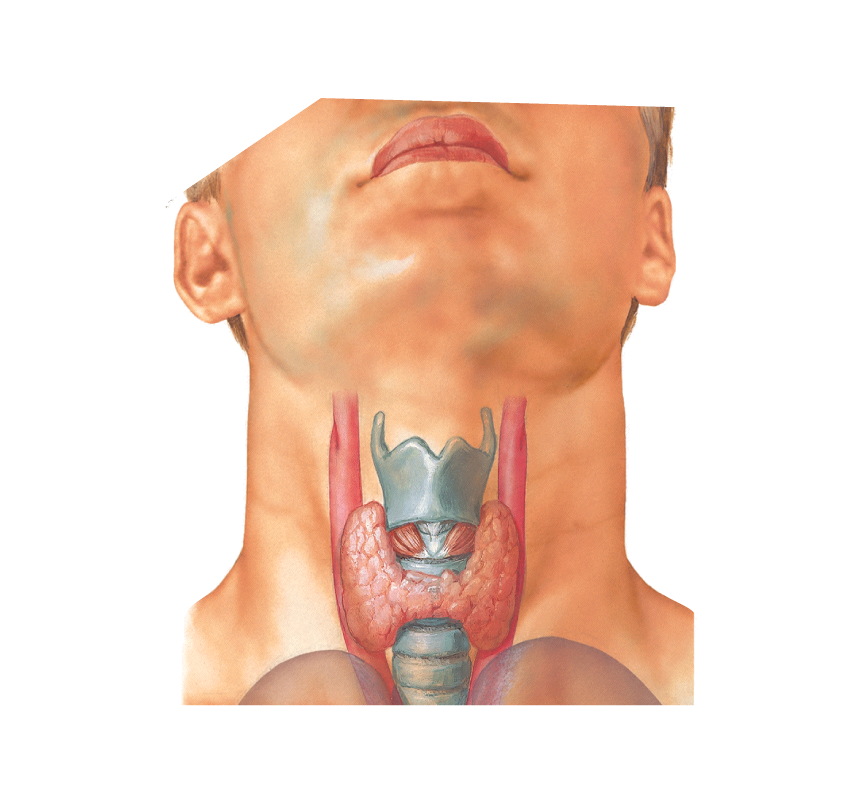 Где расположена щитовидная железа у человека картинка