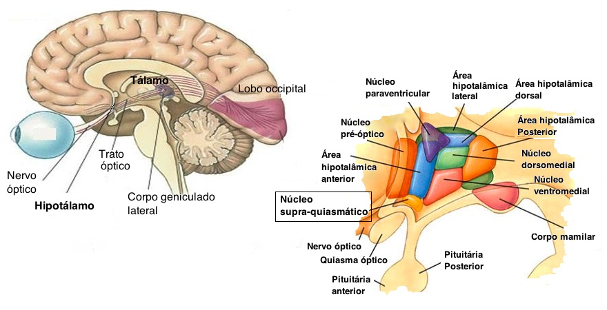 Tálamo E Hipotálamo On Emaze