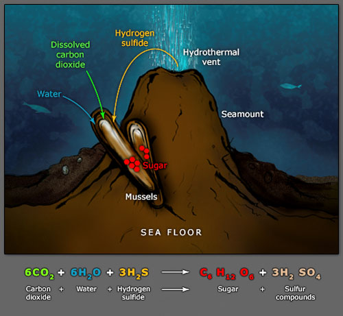 Chemosynthesis in tubeworms