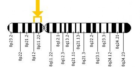 werners syndrome chromosome