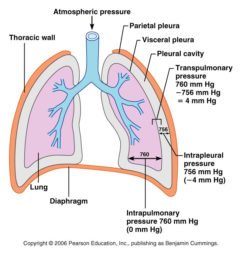 19 RESPIRATORY SYSTEM (1).pptx on emaze