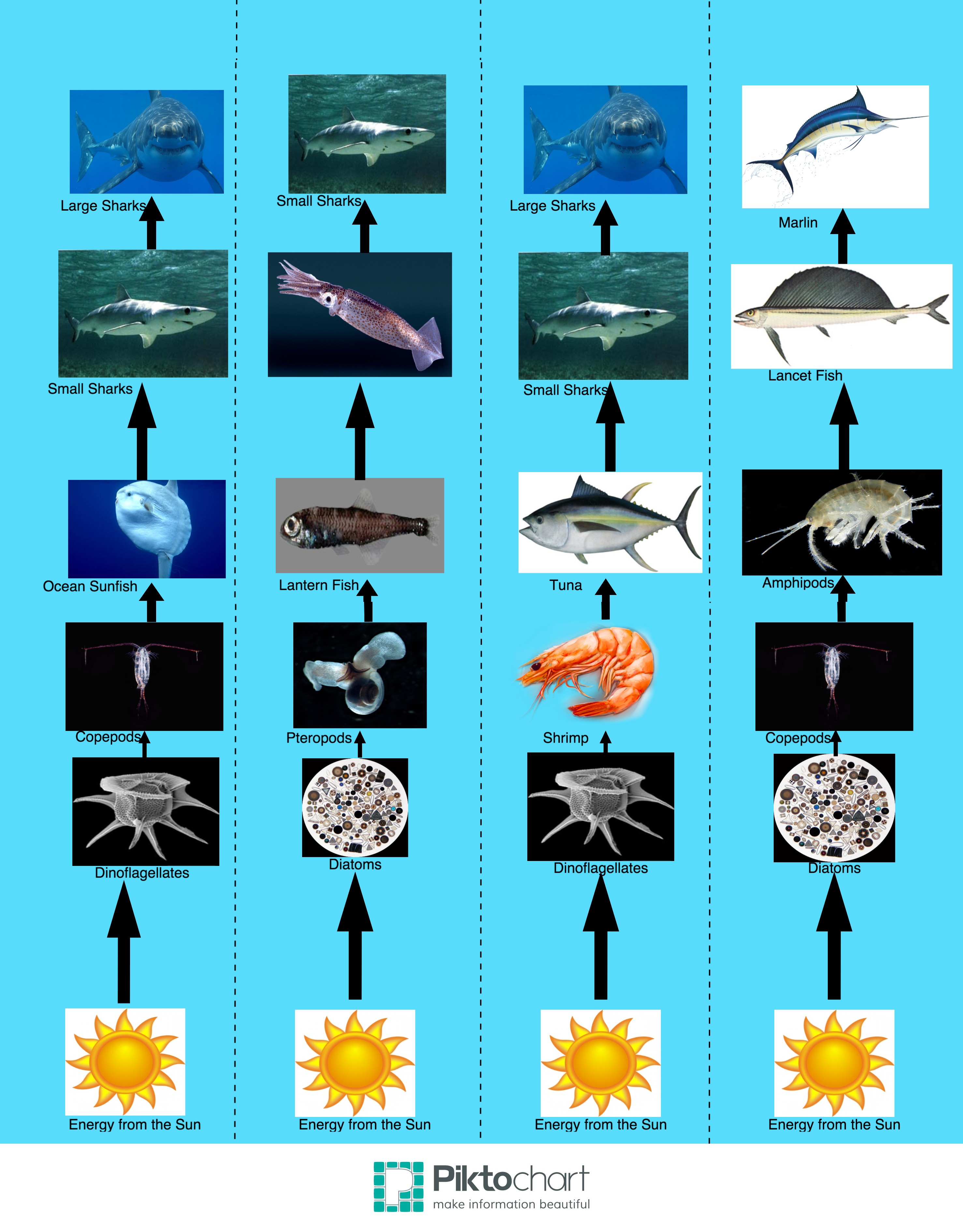 Marine Food Web on emaze