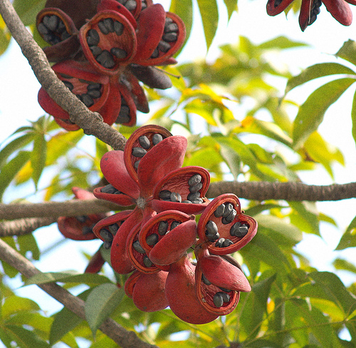 Persebaran Flora Fauna Anfila Endemik Asiatis Bunga Bangkai Anggrek Hitam