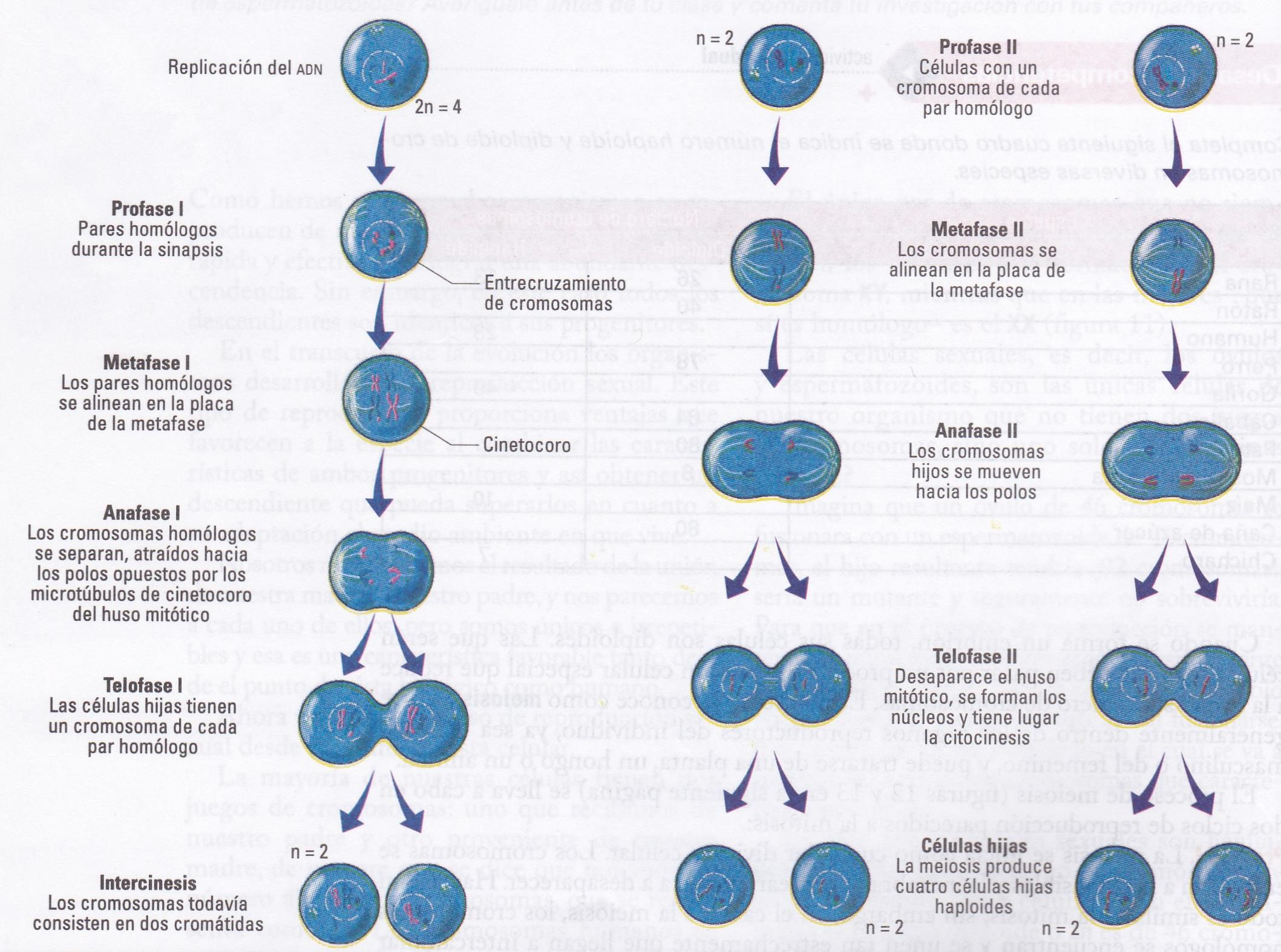 Mapa Conceptual De Las Fases De Mitosis Y Meiosis Ayuda Por Favor Images