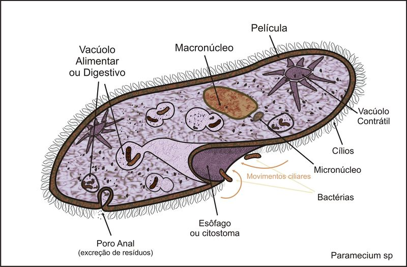 Fisiologia De La Digestion On Emaze