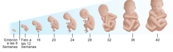 Desarrollo Embrionario Humano Etapas - Imagui