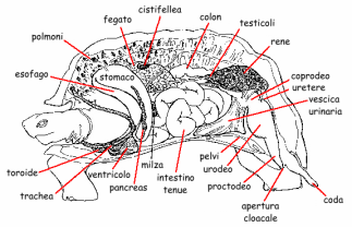 sistema respiratorio dei rettili