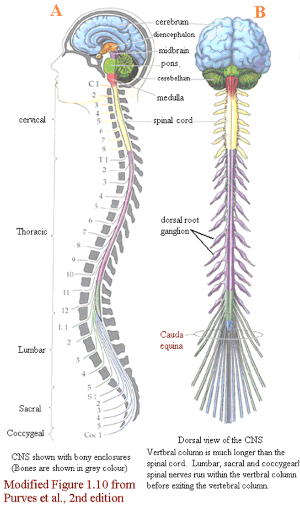 Organisation Of Peripheral Nervous System Spinal Cord Spinal Cord My