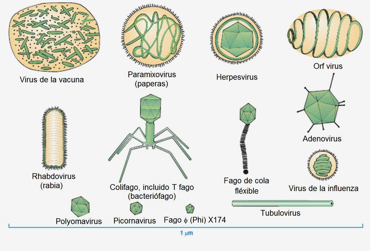 Вирусы по микробиологии