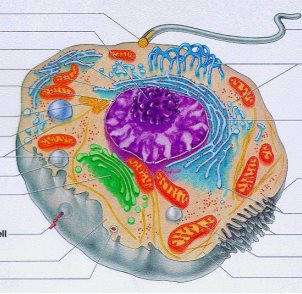 structure cell emaze