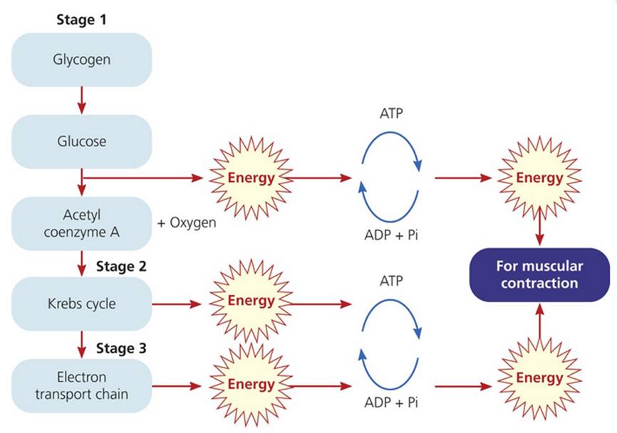 Y12 PE Unit 3 at emaze Presentation