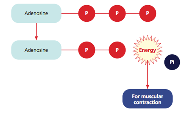 What is ATP resynthesis?