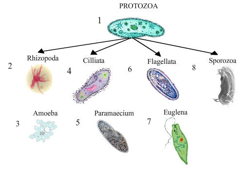 Protista