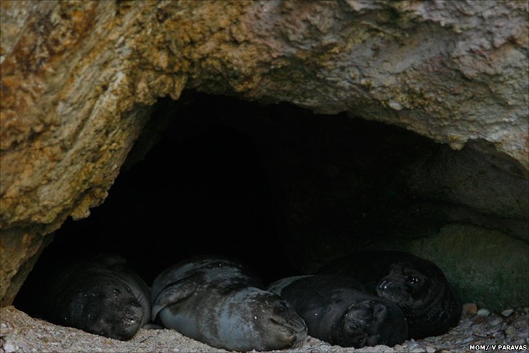 The Mediterranean Monk Seal on emaze
