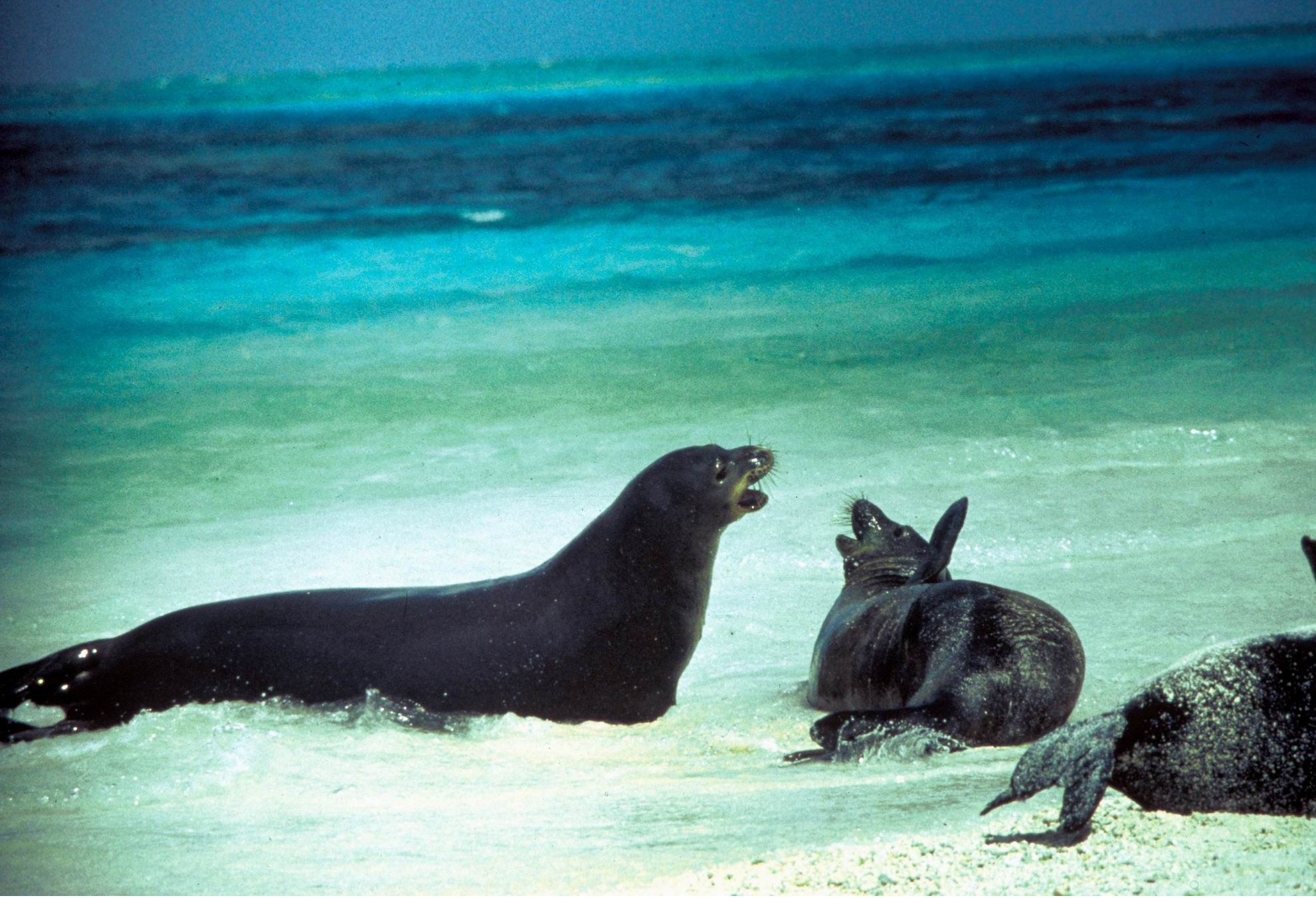 карибский тюлень монах