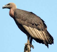 ares vulture symbol