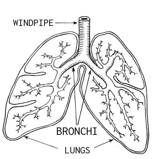 Respiratory System On Emaze