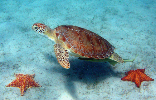 galapagos-green-sea-turtle-on-emaze